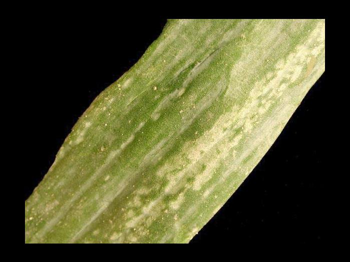 Oignon sec - Intumescence (oedème)