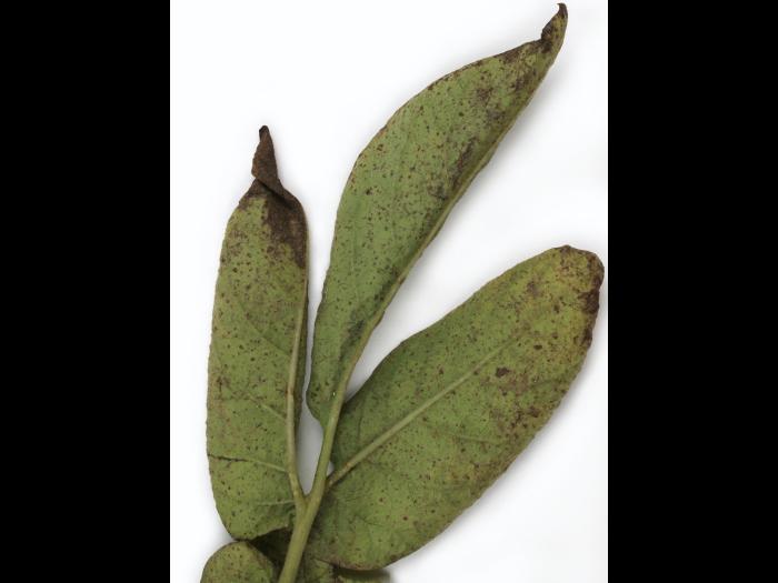 Pomme de terre - Polluant gazeux