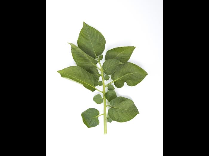 Pomme de terre - Polluant gazeux