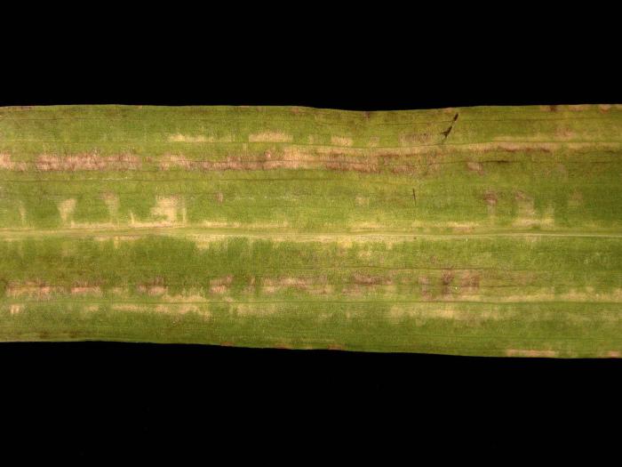 Freesias - Potyvirus (groupe)