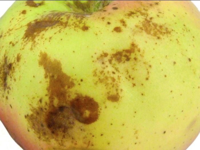 Pomme - Dégradation des lenticelles