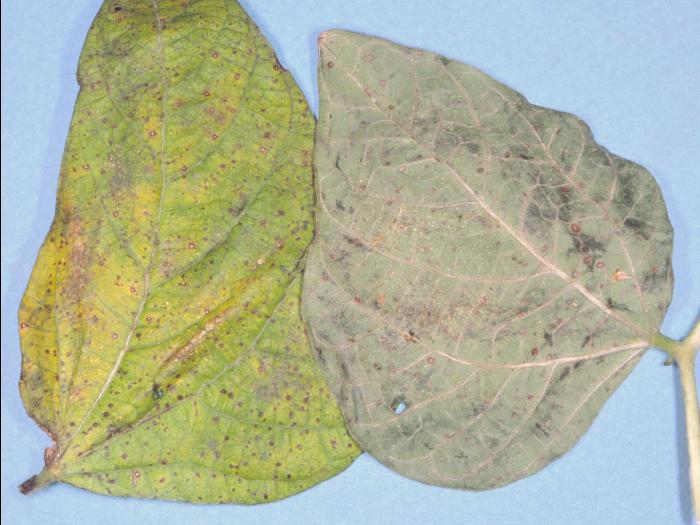 Haricot - Pluie forte_2