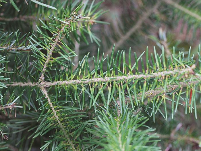 Arbres de Noël (sapins) - Gel printanier