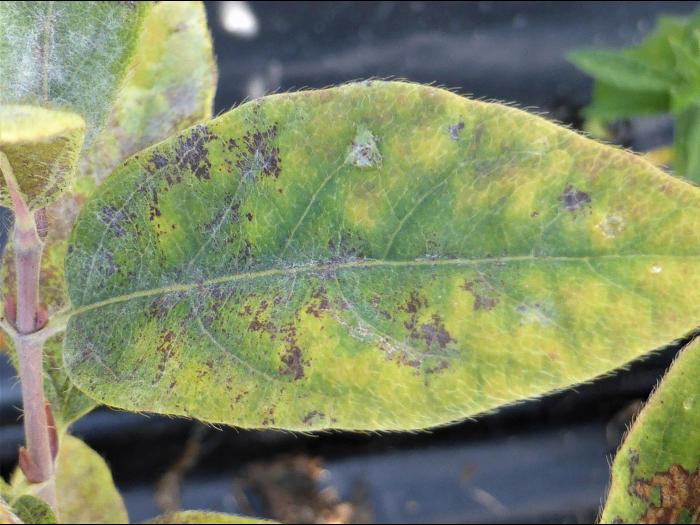 Camerise - Carence en potassium