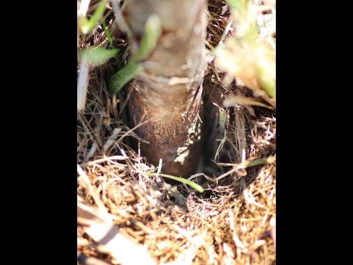 Argousier - Mauvaises conditions de plantation