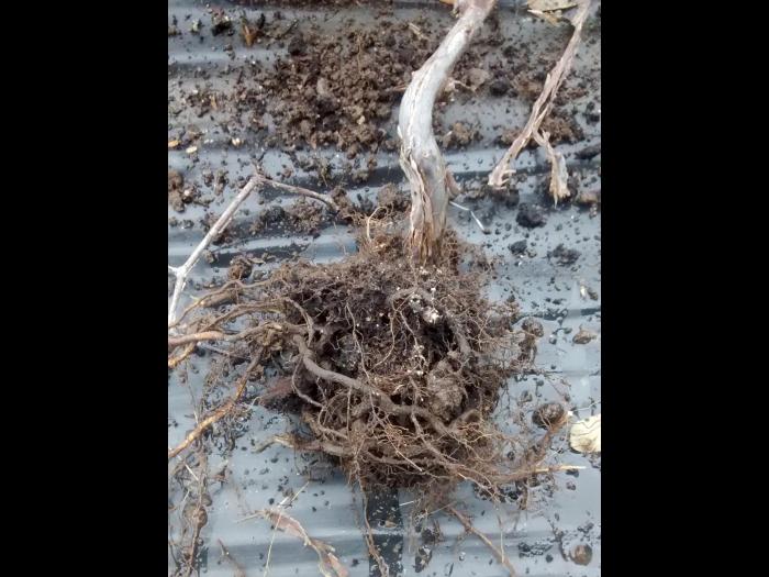 Camerise - Salinité élevée