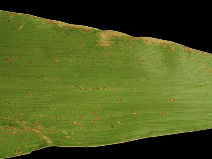 Maïs grain et fourrager - Kabatiellose (Aureobasidium zeae)