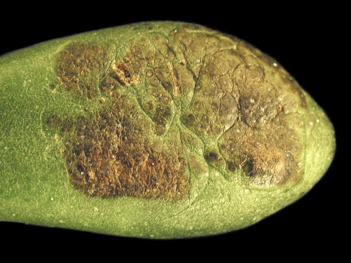 Crassulas - Blanc (Podosphaera sp.)