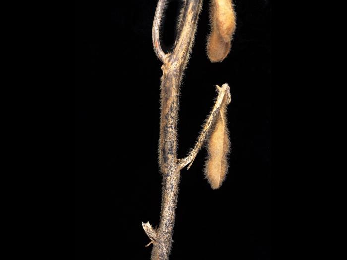 Soya - Anthracnose (Colletotrichum truncatum)