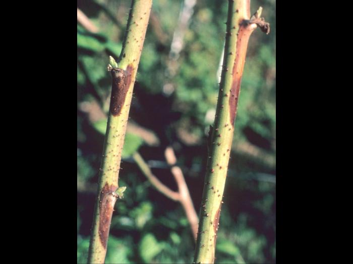 Framboise - Brûlure des dards (Xenodidymella applanata)