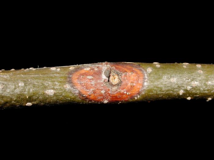 Tilleuls - Chancre cytosporéen (Cytospora sp.)