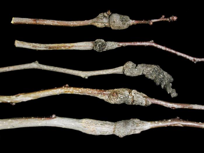 Aubépines - Rouille du cognassier (Gymnosporangium clavipes)