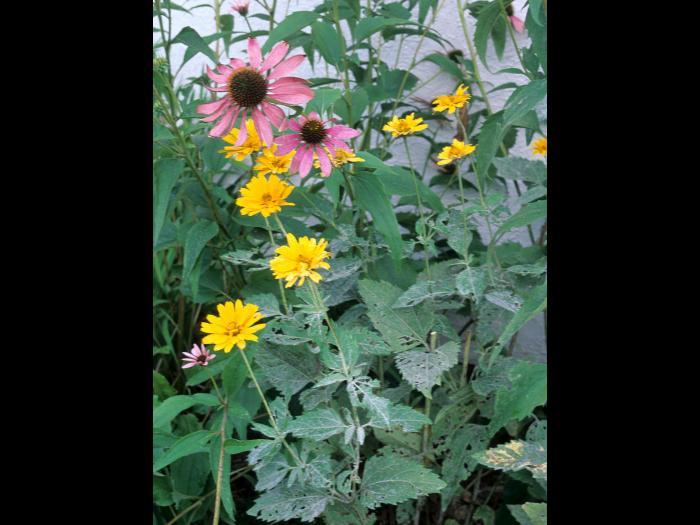 Héliopsides - Blanc (Erysiphe cichoracearum)