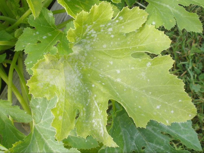 Courges - Blanc (Podosphaera xanthii)
