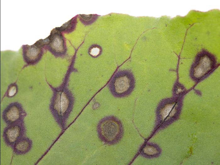 Betterave - Tache cercosporéenne (Cercospora beticola)_3