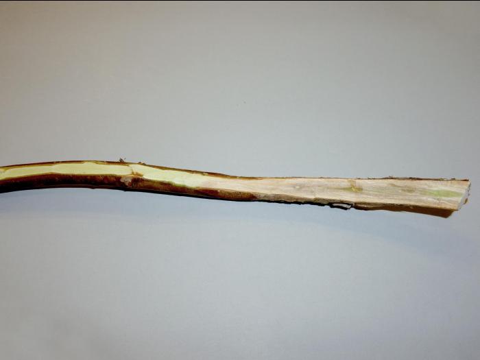 Bleuet en corymbe - Chancre à Botryosphaeria (Fusicoccum aesculi)