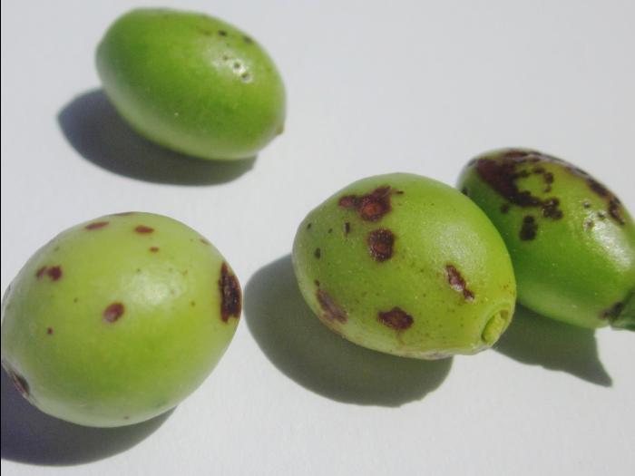 Cerise - Brûlure corynéenne (Wilsonomyces carpophilus)