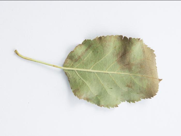 Pomme - Tavelure (Venturia inaequalis)_5