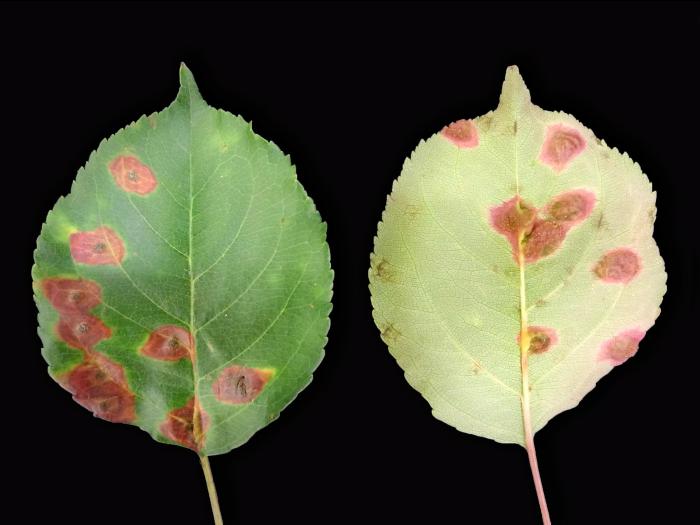Pomme - Rouille (Gymnosporangium sp.)