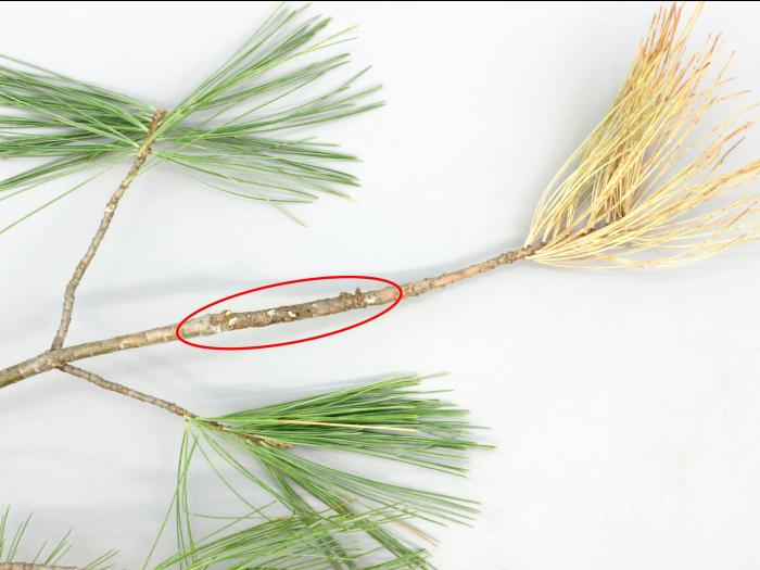 Pins - Rouille vésiculeuse du pin blanc (Cronartium ribicola)