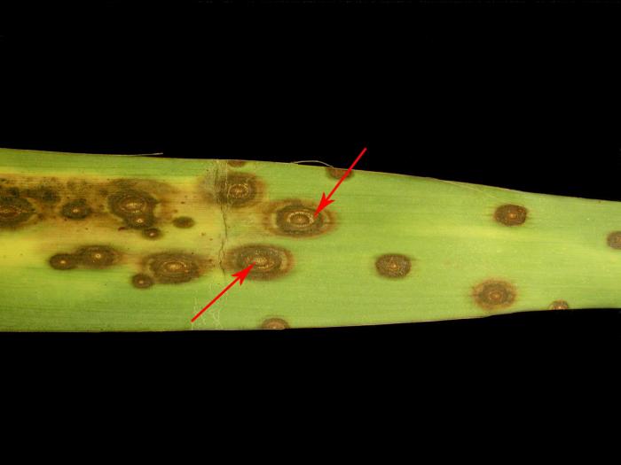 Yuccas - Tache zonée (Coniothyrium concentricum)