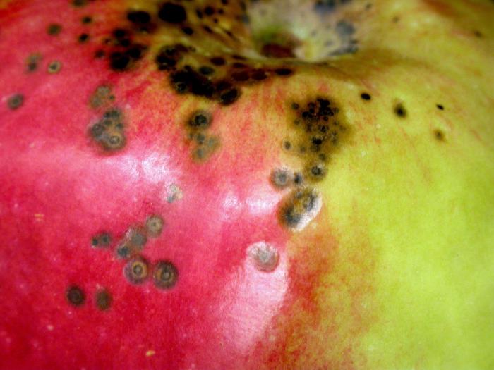 Pomme - Tavelure (Venturia inaequalis)_9