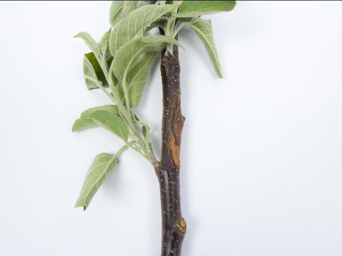Pomme - Anthracnose (Neofabraea sp.)_18