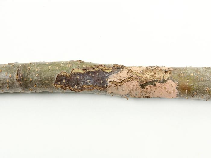 Pomme - Chancre européen (Neonectria ditissima)_3