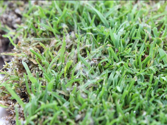 Gazons - Moisissure nivéale rosée (Microdochium nivale)