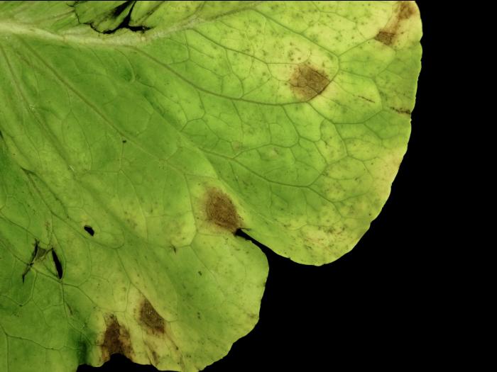 Laitues - Tache septorienne (Septoria lactucae)