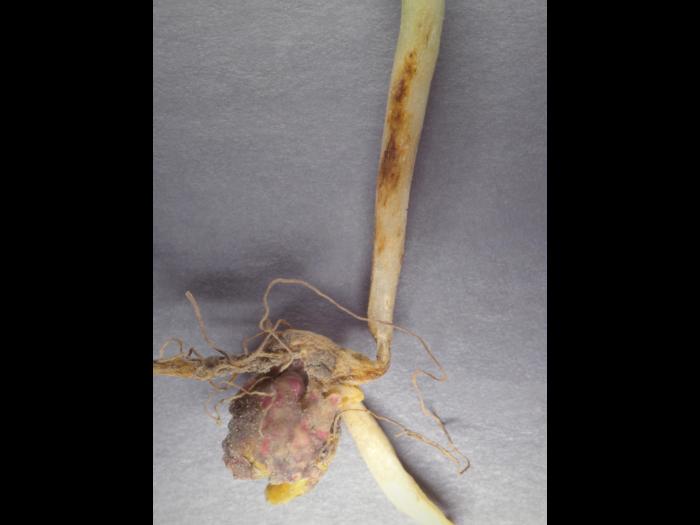 Pois - Pourriture des racines (Neocosmospora solani)_4