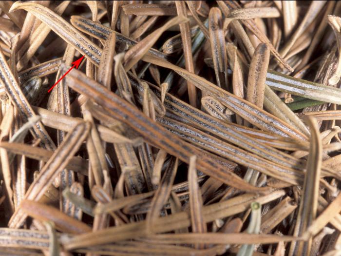Arbres de Noël (sapins) - Rouge des aiguilles (Rhizosphaera spp.)