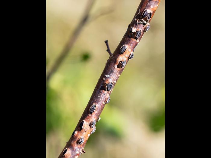 Noisetier - Brûlure orientale du noisetier (Anisogramma anomala)