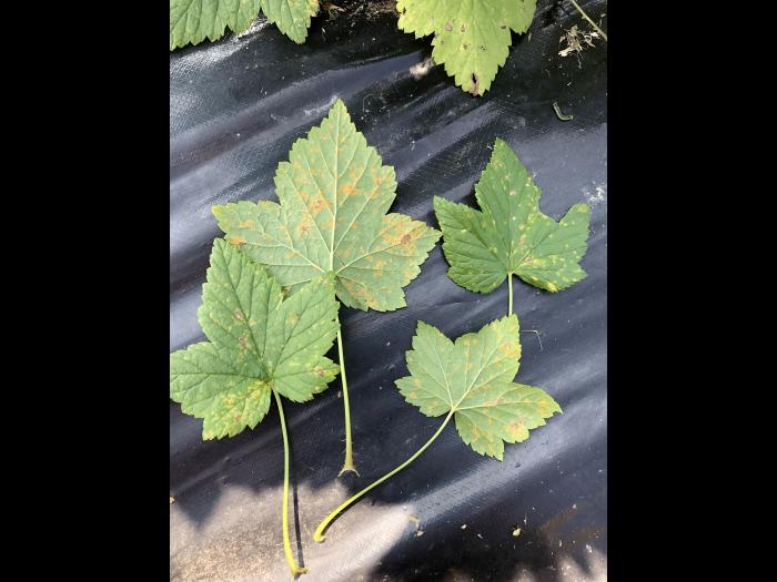 Cassis - Rouille vésiculeuse du pin blanc (Cronartium ribicola)
