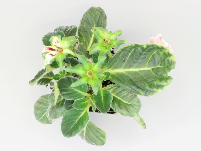 Gloxinia - Phytoplasme de la jaunisse de l'aster_1