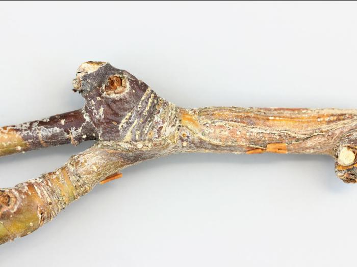 Pomme - Coulure bactérienne (Pseudomonas syringae pv. syringae)