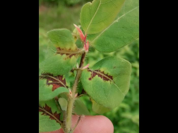 Camerise - Coulure bactérienne (Pseudomonas syringae pv. syringae)