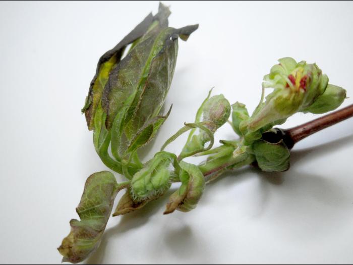 Camerise - Coulure bactérienne (Pseudomonas syringae pv. syringae)