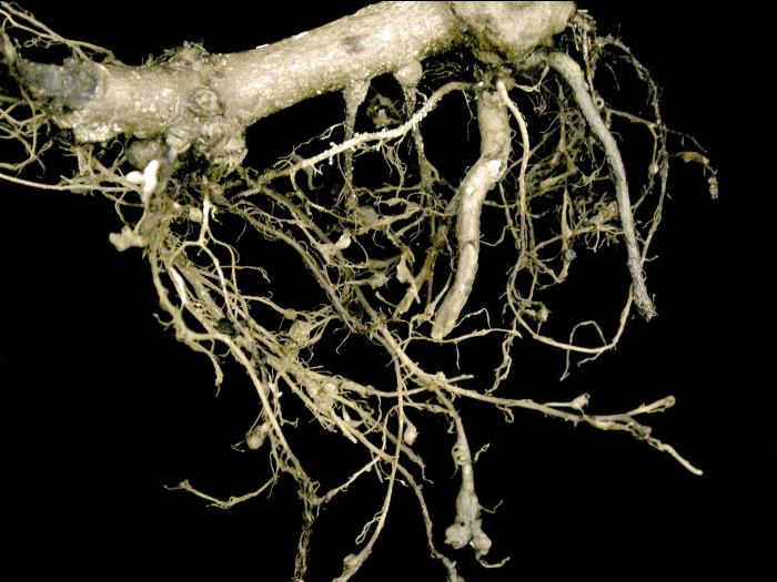 Bégonias - Nématode cécidogène (Meloidogyne sp.)