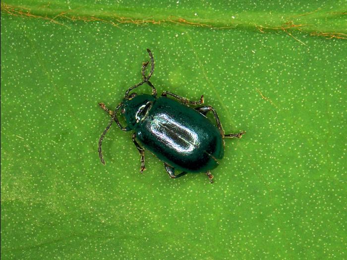 Petite altise de la vigne (Altica woodsi)_1