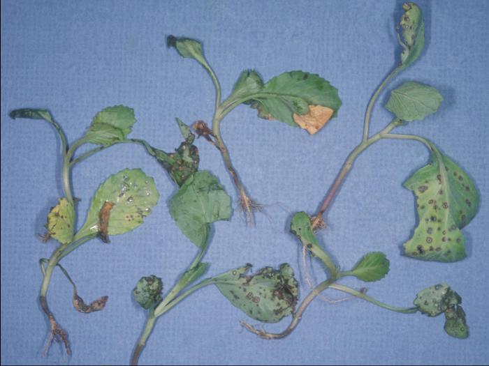 Chou pommé - Tache bactérienne (Xanthomonas campestris pv. raphani)
