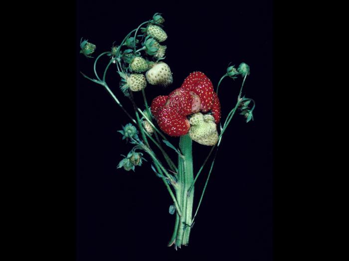 Fraise - dicamba (4)_1