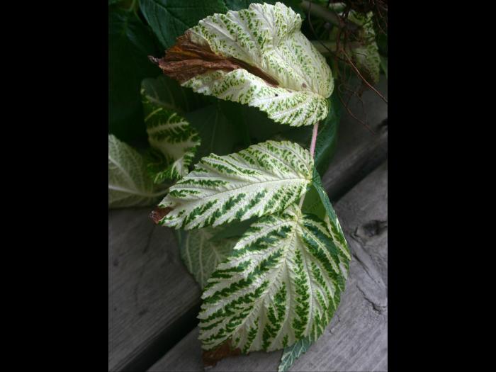 Framboise - terbacil (5)_3