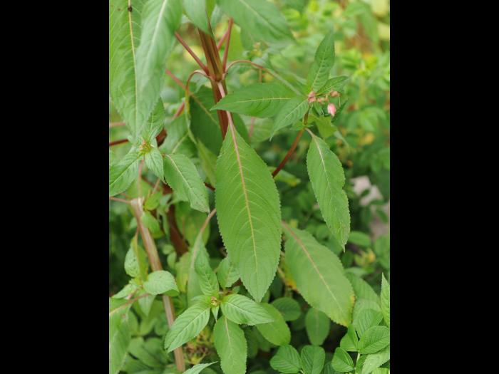 Impatiente glanduleuse (Impatiens glandulifera)_45