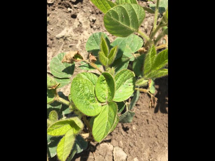 Soya - imazéthapyr (2)_2