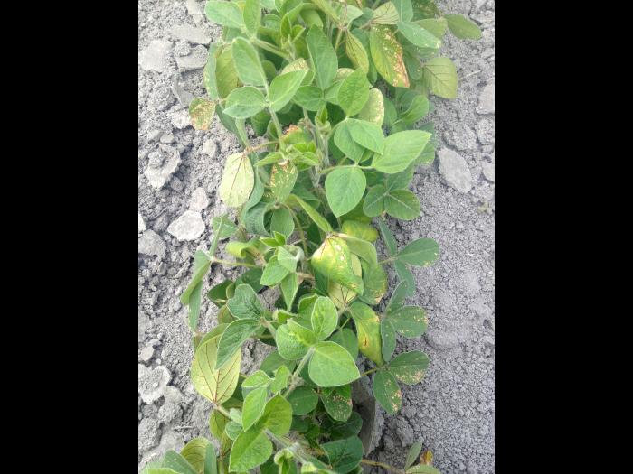 Soya - métribuzine (5)_2