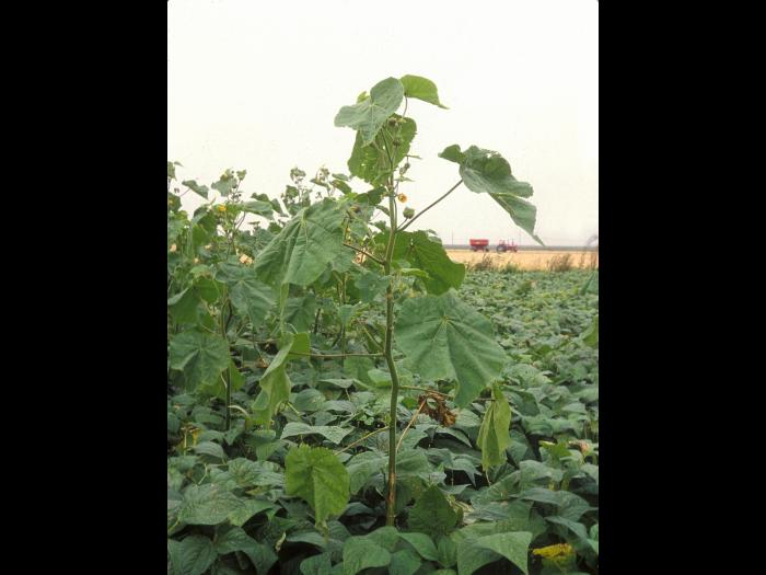 Abutilon à pétales jaunes(Abutilon theophrasti)_12