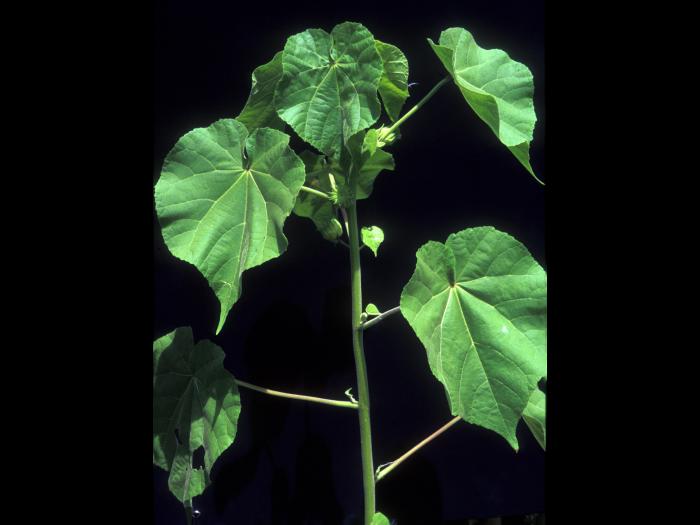 Abutilon à pétales jaunes(Abutilon theophrasti)_22