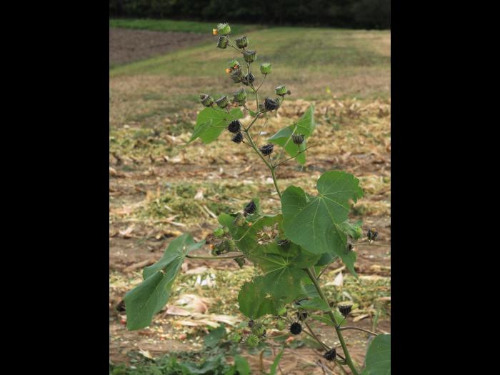 Abutilon à pétales jaunes(Abutilon theophrasti)_29