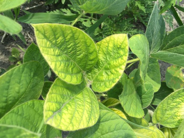 Soya - mésotrione (27)_5